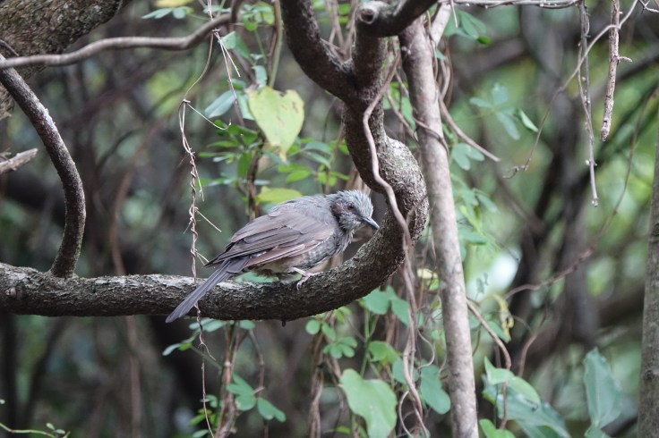 1 DSC03722 직박구리