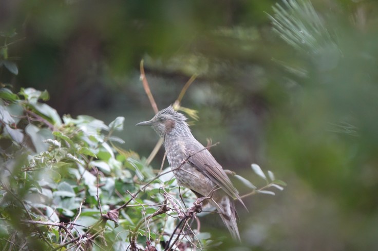 2 DSC04086 직박구리