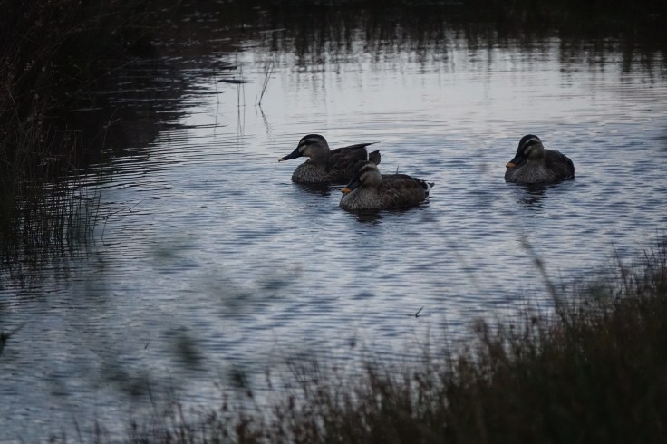 3 DSC04262 흰뺨검둥오리