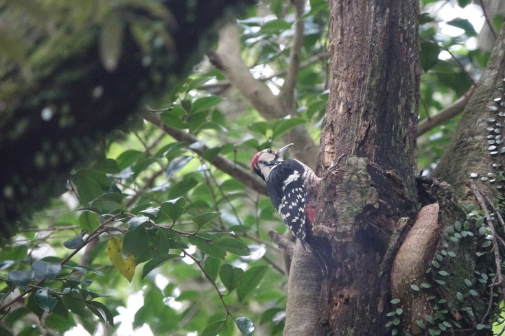 4 DSC03936 큰오색딱따구리