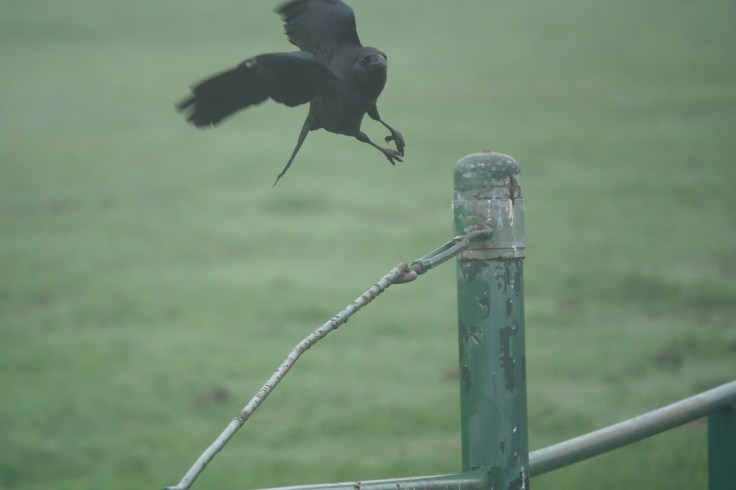 5 DSC04045 큰부리까마귀