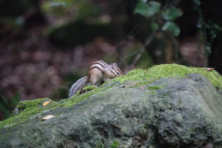 6 DSC03942 다람쥐 치유의숲